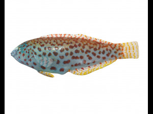 pakoko wrasse fish low poly 3D Модель
