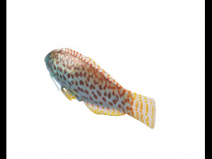 pakoko wrasse fish low poly 3D Модель