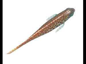 pakoko wrasse fish low poly 3D Модель