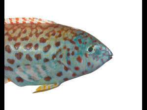 pakoko wrasse fish low poly 3D Модель