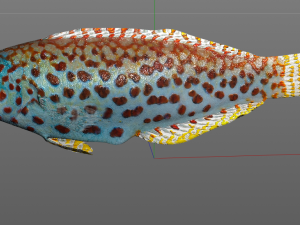 pakoko wrasse fish low poly 3D Модель