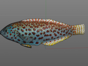 pakoko wrasse fish low poly 3D Модель