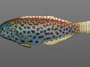 pakoko wrasse fish low poly 3D Модель