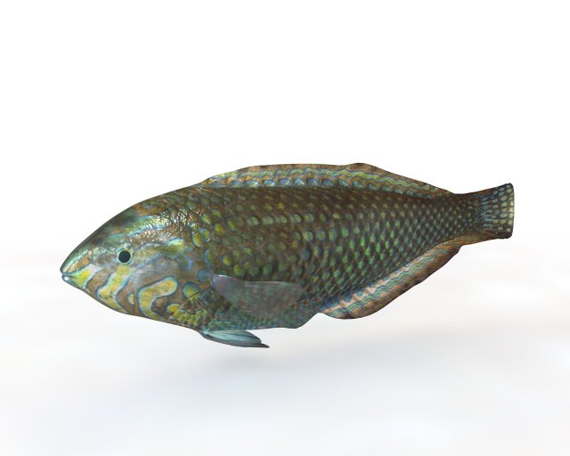 pakoko wrasse v2 fish low poly 3D 모델 .c4d .max .obj .3ds .fbx .stl .blend 