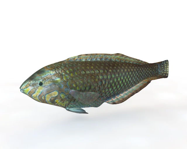 pakoko wrasse v2 fish low poly 3D Model .c4d .max .obj .3ds .fbx .stl .blend 
