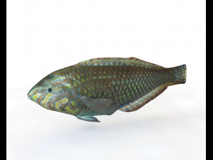 pakoko wrasse v2 fish low poly 3D Model