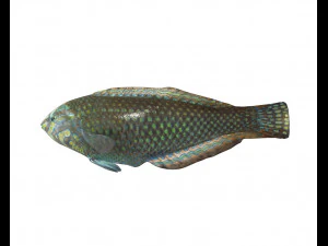 pakoko wrasse v2 fish low poly 3D Model