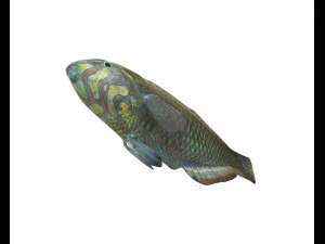 pakoko wrasse v2 fish low poly 3D Model