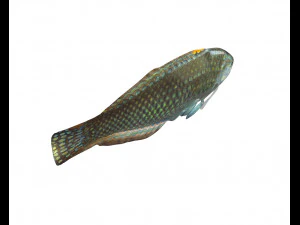 pakoko wrasse v2 fish low poly 3D Model
