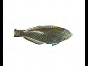 pakoko wrasse v2 fish low poly 3D Model