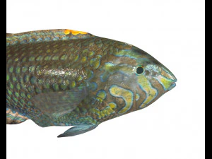 pakoko wrasse v2 fish low poly 3D Model