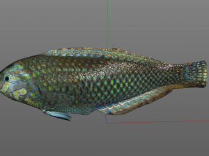 pakoko wrasse v2 fish low poly 3D 모델