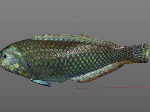 pakoko wrasse v2 fish low poly 3D Model