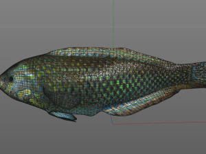 pakoko wrasse v2 fish low poly 3D Model