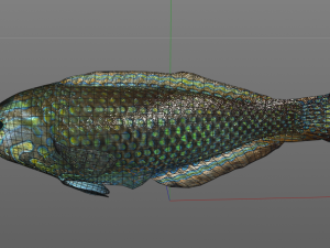 pakoko wrasse v2 fish low poly 3D 모델
