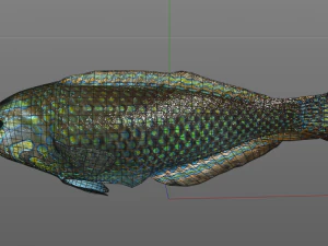 pakoko wrasse v2 fish low poly 3D Model