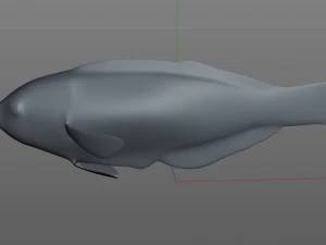 pakoko wrasse v2 fish low poly 3D Model