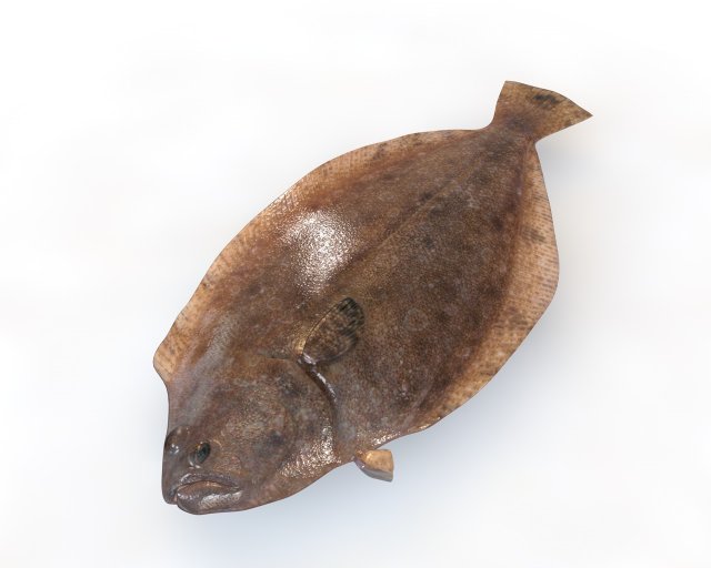 panamic flounder fish low poly 3D 모델 .c4d .max .obj .3ds .fbx .stl .blend 