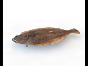 panamic flounder fish low poly 3D Model