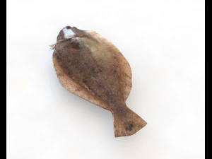 panamic flounder fish low poly 3D Model