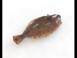 panamic flounder fish low poly 3D Model