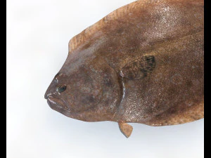 panamic flounder fish low poly 3D Model