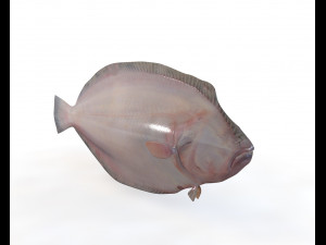 panamic flounder fish low poly 3D 모델