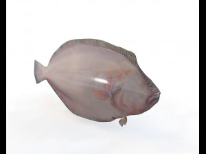 panamic flounder fish low poly 3D Model