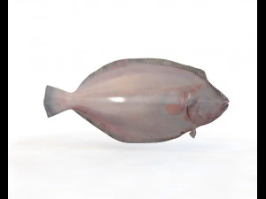 panamic flounder fish low poly 3D Model