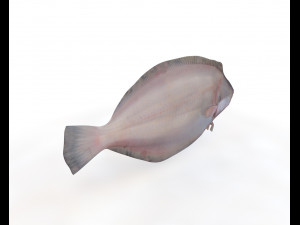 panamic flounder fish low poly 3D 모델