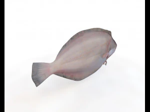 panamic flounder fish low poly 3D Model