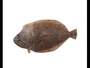 panamic flounder fish low poly 3D Model