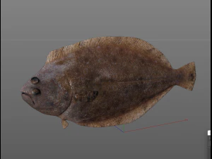 panamic flounder fish low poly 3D Model