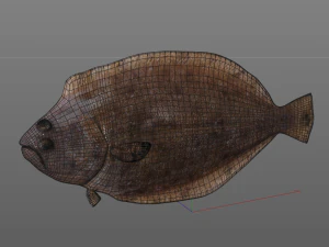 panamic flounder fish low poly 3D Model