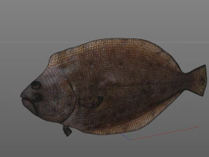 panamic flounder fish low poly 3D Model