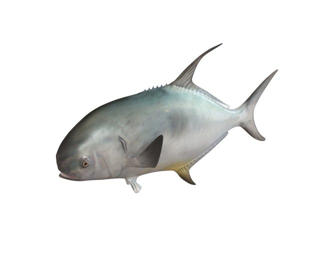 permit fish low poly 3D Модель .c4d .max .obj .3ds .fbx .stl .blend 