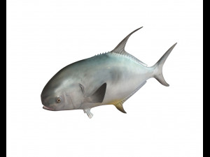 permit fish low poly 3D Model