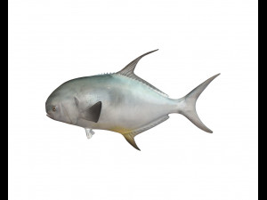 permit fish low poly 3D Модель