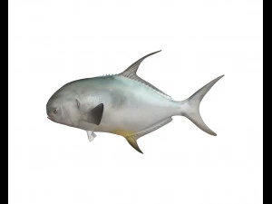 permit fish low poly 3D Model