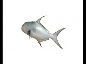 permit fish low poly 3D Model