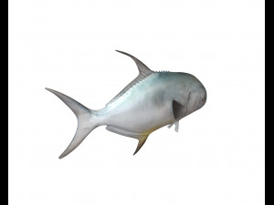 permit fish low poly 3D Модель