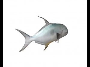 permit fish low poly 3D Model
