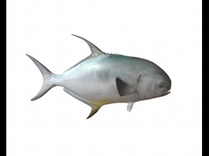 permit fish low poly 3D Модель