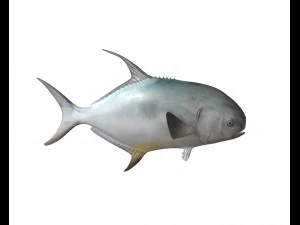 permit fish low poly 3D Model