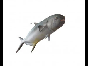permit fish low poly 3D Model