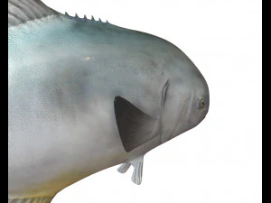 permit fish low poly 3D Model