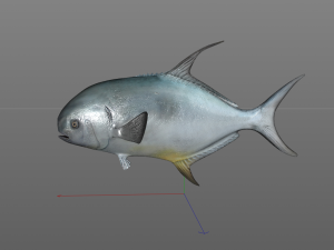 permit fish low poly 3D Модель