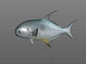 permit fish low poly 3D Model
