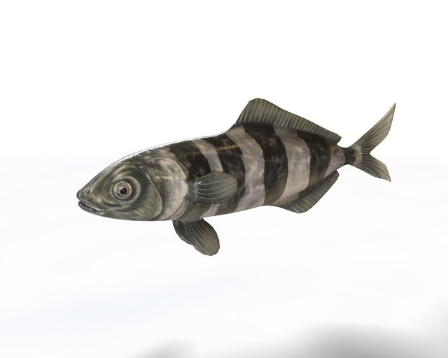 pilot fish low poly 3Dモデル .c4d .max .obj .3ds .fbx .stl .blend 