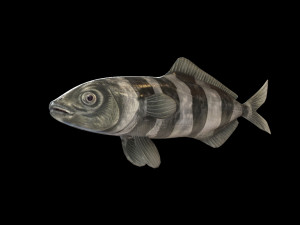 pilot fish low poly 3Dモデル